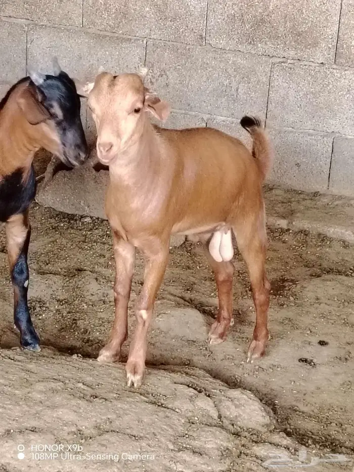 9 تيوس دهم اعمار حول 3 شهور 2