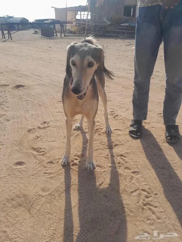 سلوقي عربي ذيخ كلب صيد مدرب 4