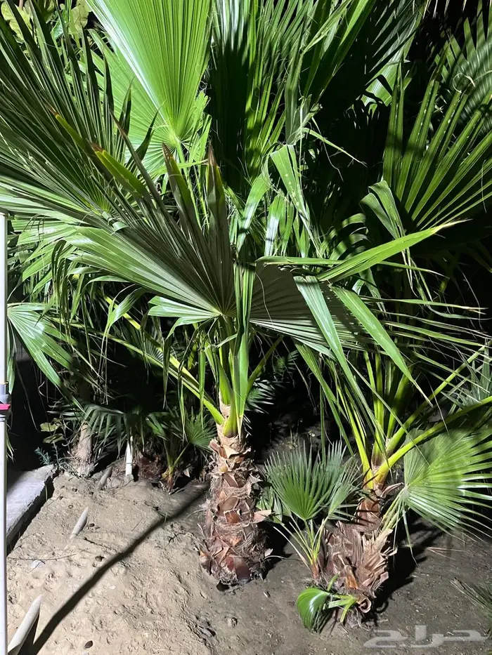 واشينطيني 0