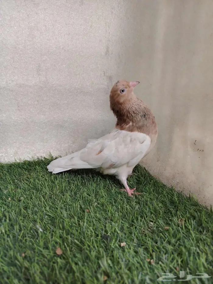 جوز قلاب كوره 3