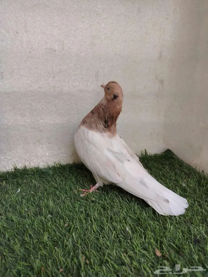 جوز قلاب كوره 1