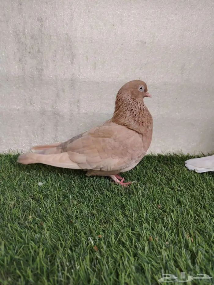 جوز قلاب كوره 2