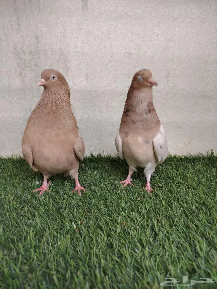 جوز قلاب كوره 0