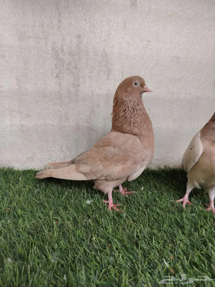 جوز قلاب كوره 4