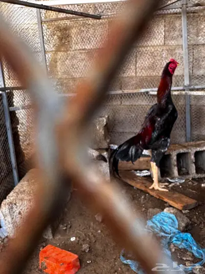 دجاج ياباني index