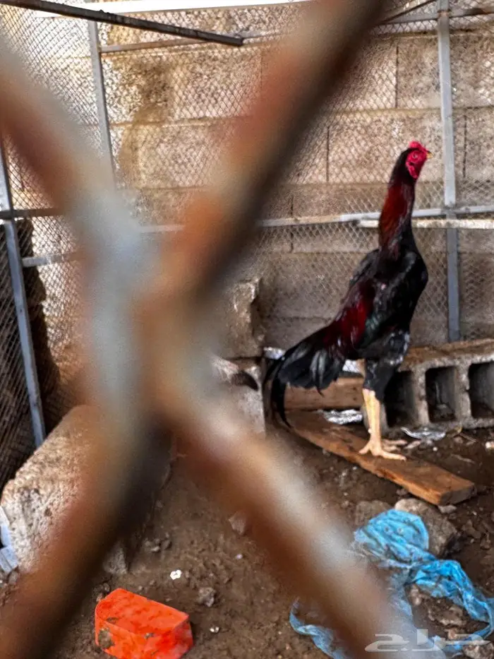 دجاج ياباني 0