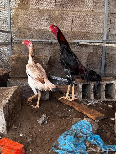 دجاج ياباني index