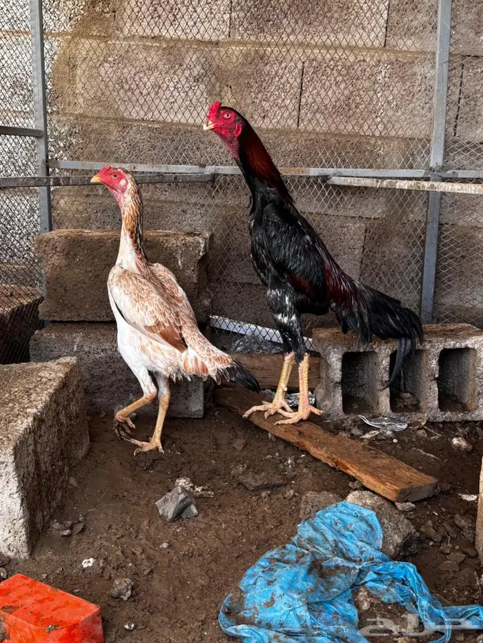 دجاج ياباني 1