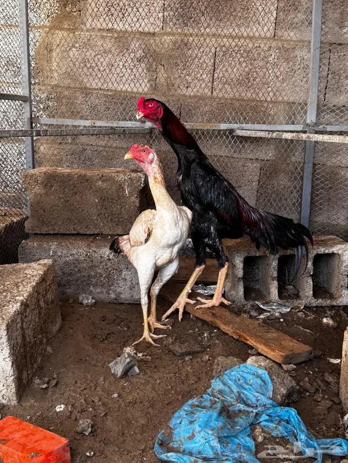 دجاج ياباني 2