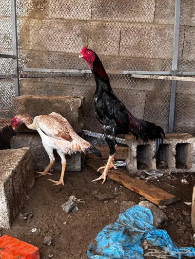 دجاج ياباني index