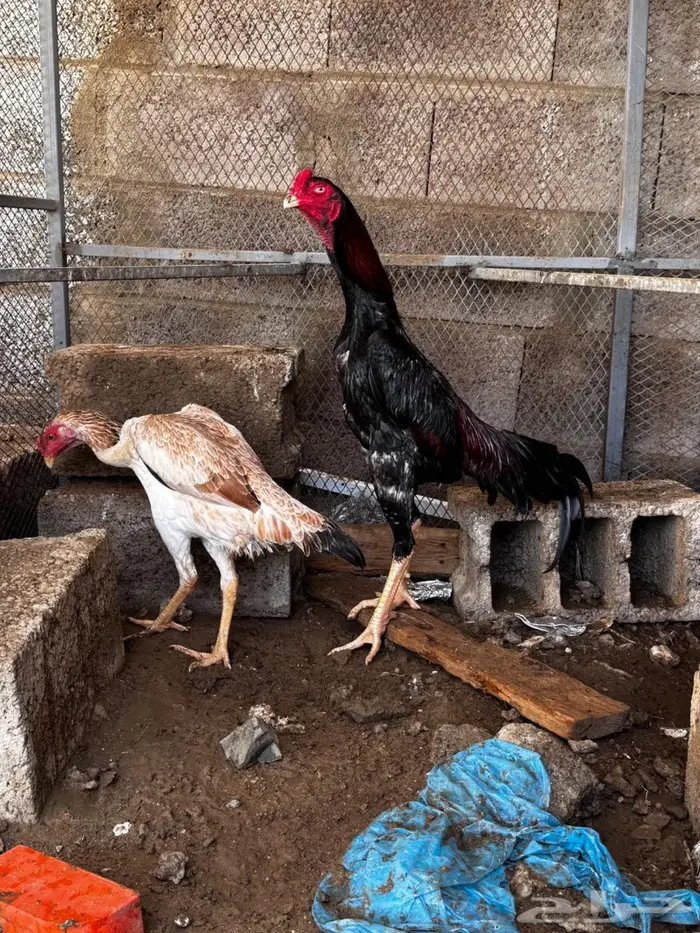 دجاج ياباني 3