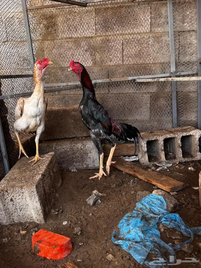 دجاج ياباني 4