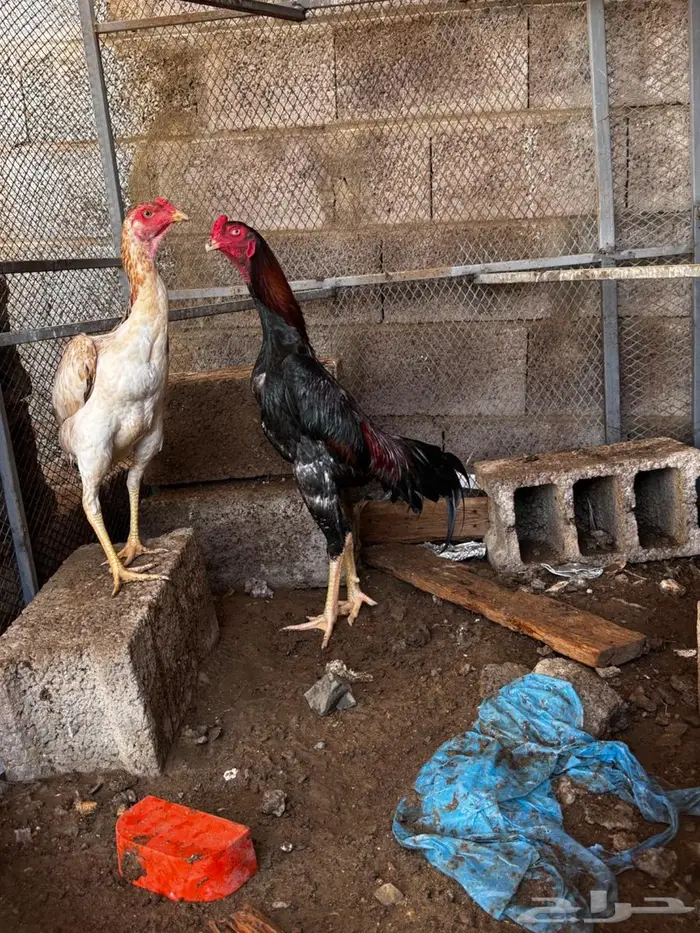 دجاج ياباني 5