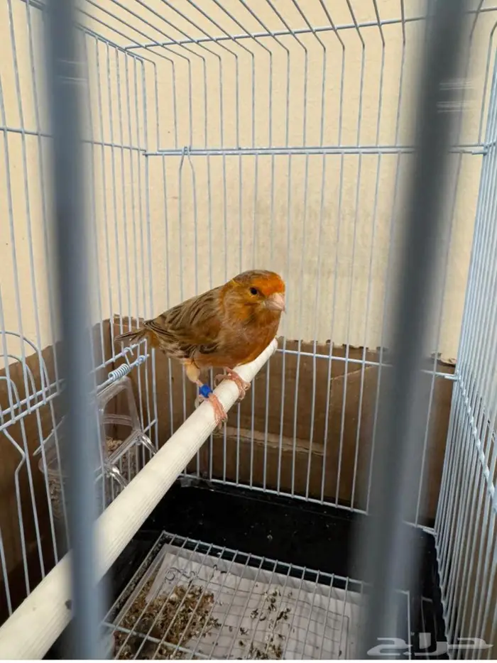 كناري اوروبي عدد 2 2