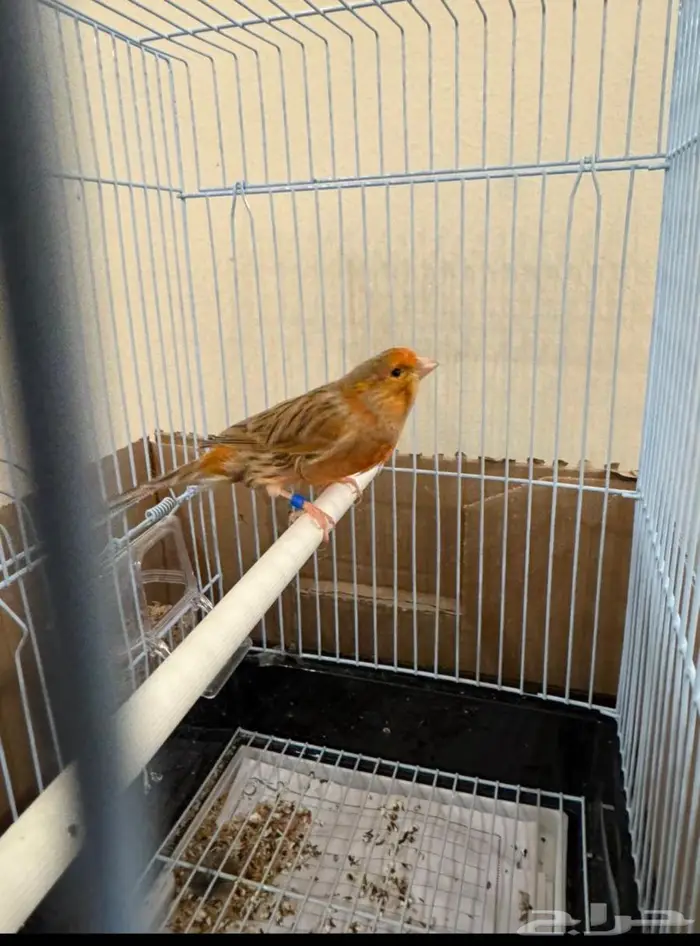 كناري اوروبي عدد 2 1