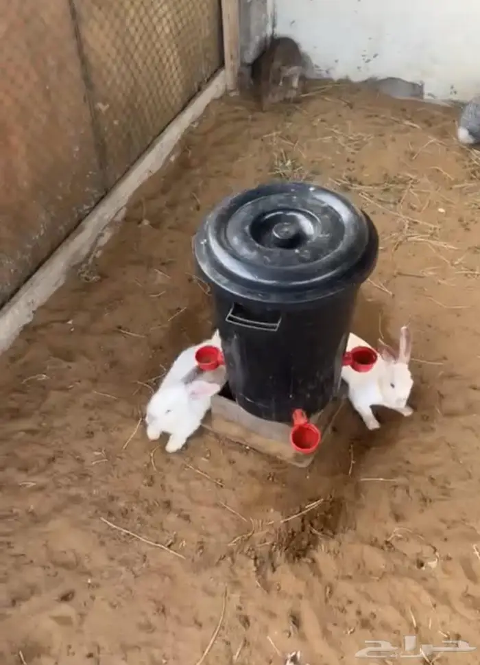 ارانب للبيع 0