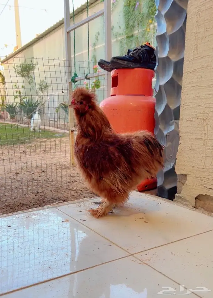 دجاج قطني ( اساس خوارج ) 3