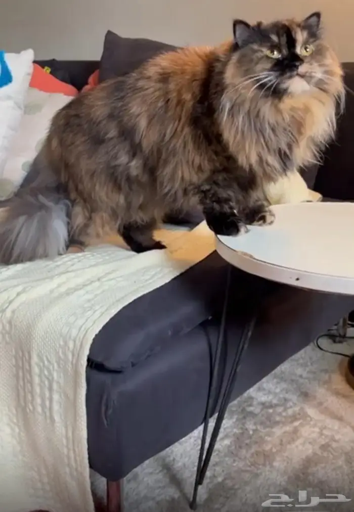 قطة سكوتش شيرازي 2