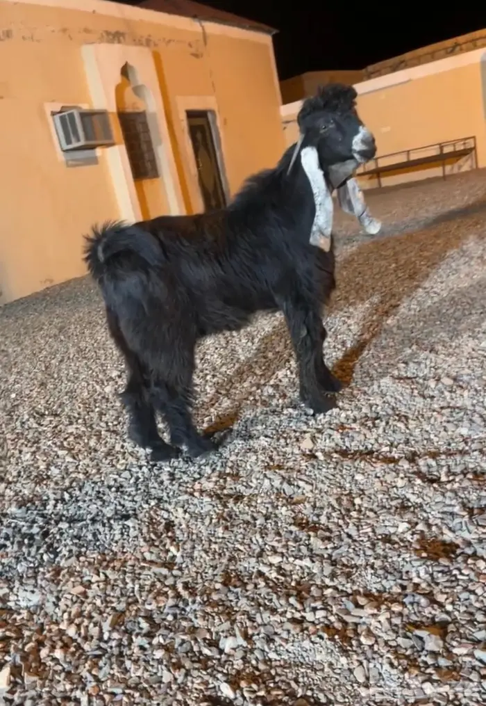 جذع عارضي كفو صنف معرف تعريف قوي 2