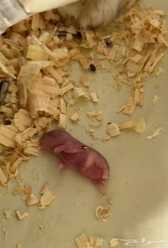 للبيع فرصة لهواة تربية الهامستر 1