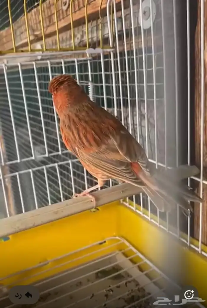 كناري اوروبي عدد 2 14