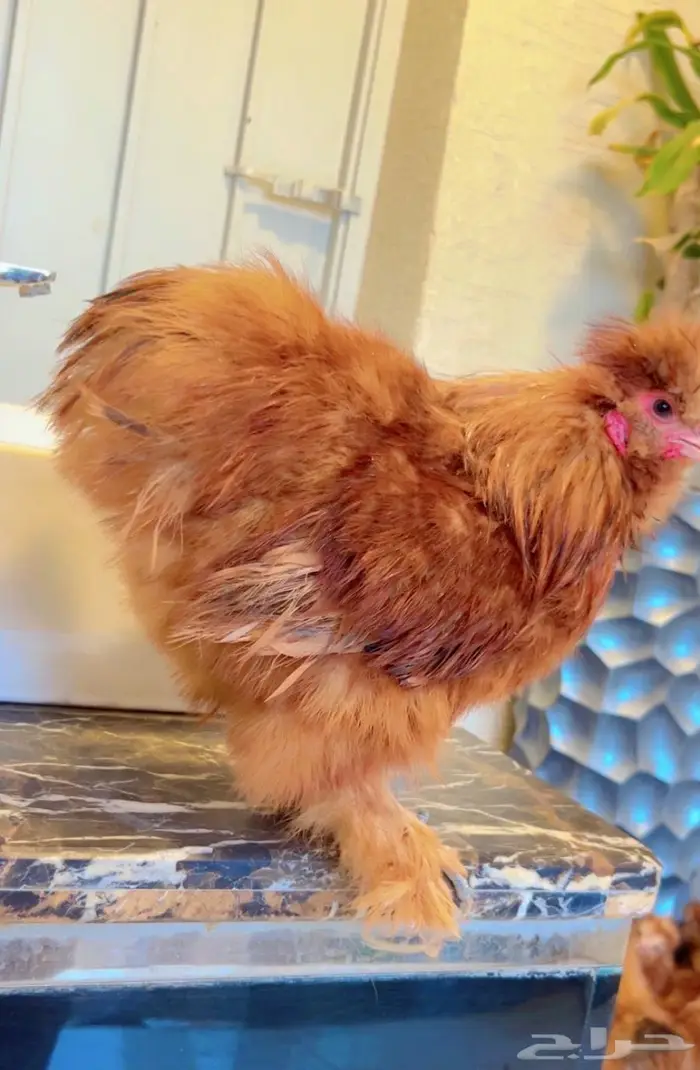 دجاج قطني ( اساس خوارج ) 10