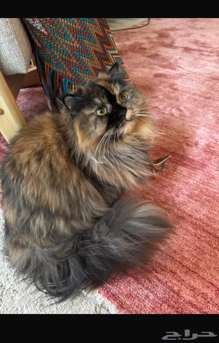 قطة سكوتش شيرازي 5