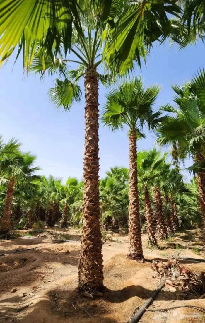 نخل واشنطن أمريكي نخيل مثمر اخلاص صقعي هلالي روثانه مجدول 0