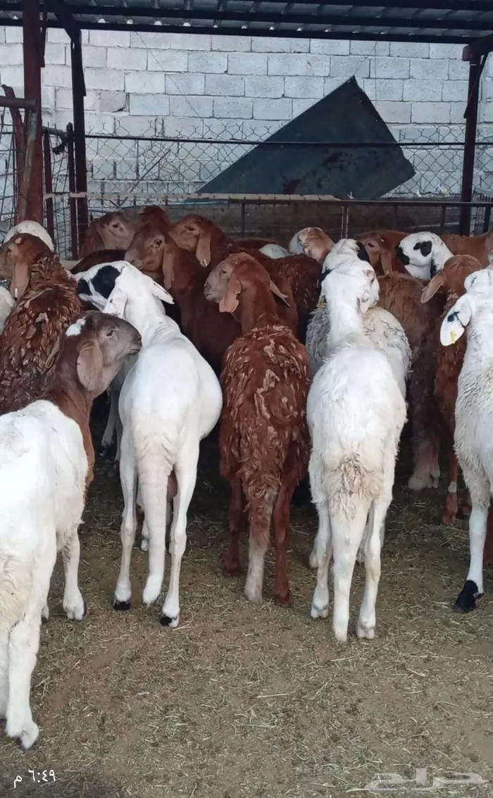 ذبائح حنيذ مندي عربي سليق كوزي مديني كابلي بخاري 22