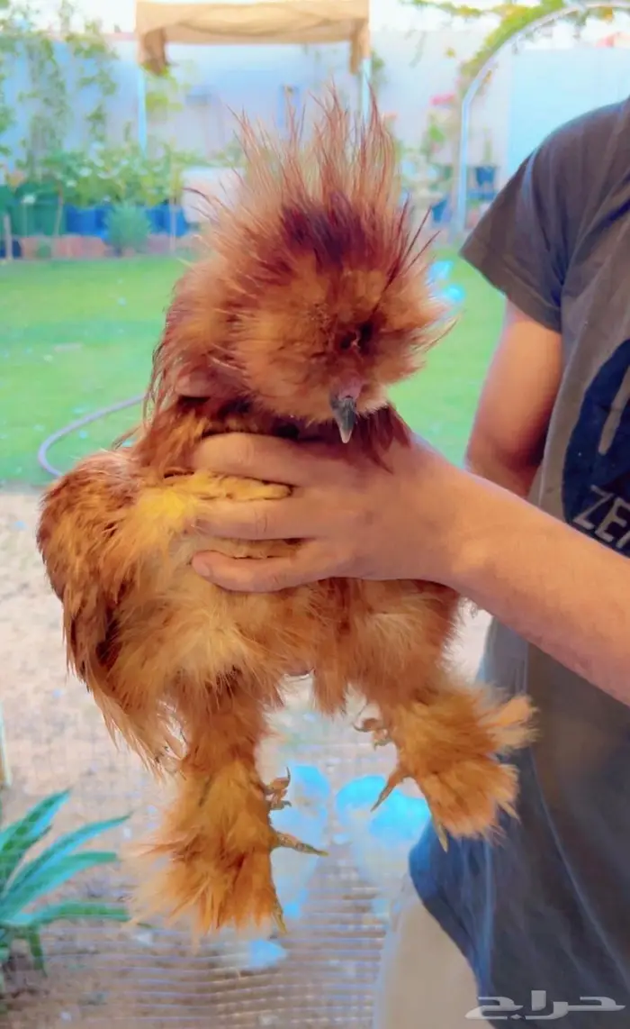 دجاج قطني ( اساس خوارج ) 0