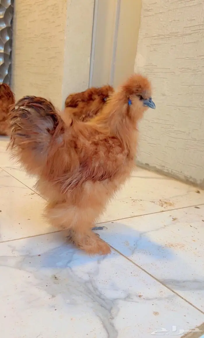 دجاج قطني ( اساس خوارج ) 11