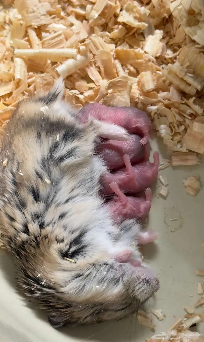 للبيع فرصة لهواة تربية الهامستر 0