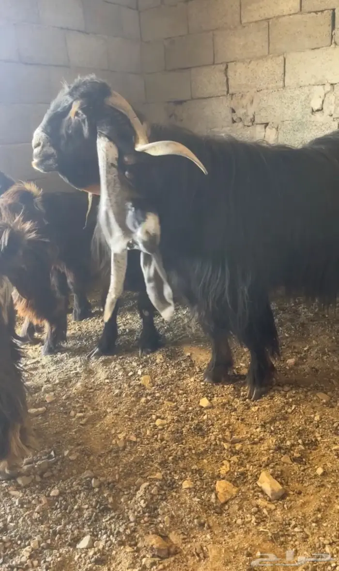 جذع عارضي كفو صنف معرف تعريف قوي 0