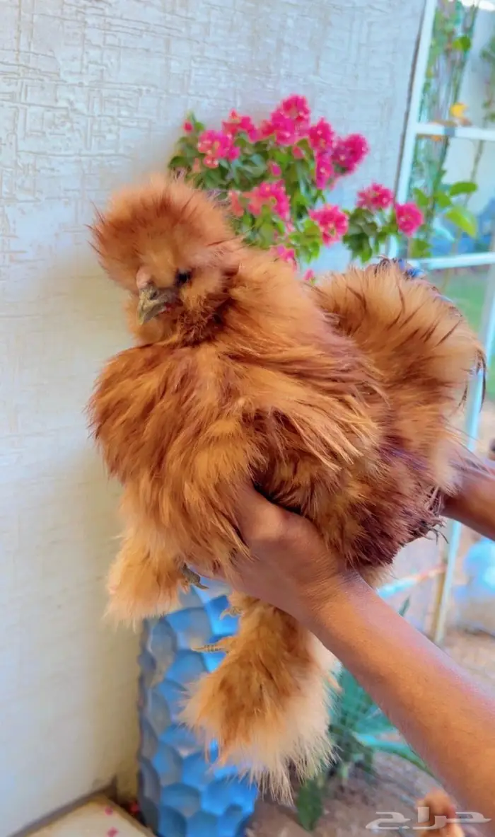 دجاج قطني ( اساس خوارج ) 1