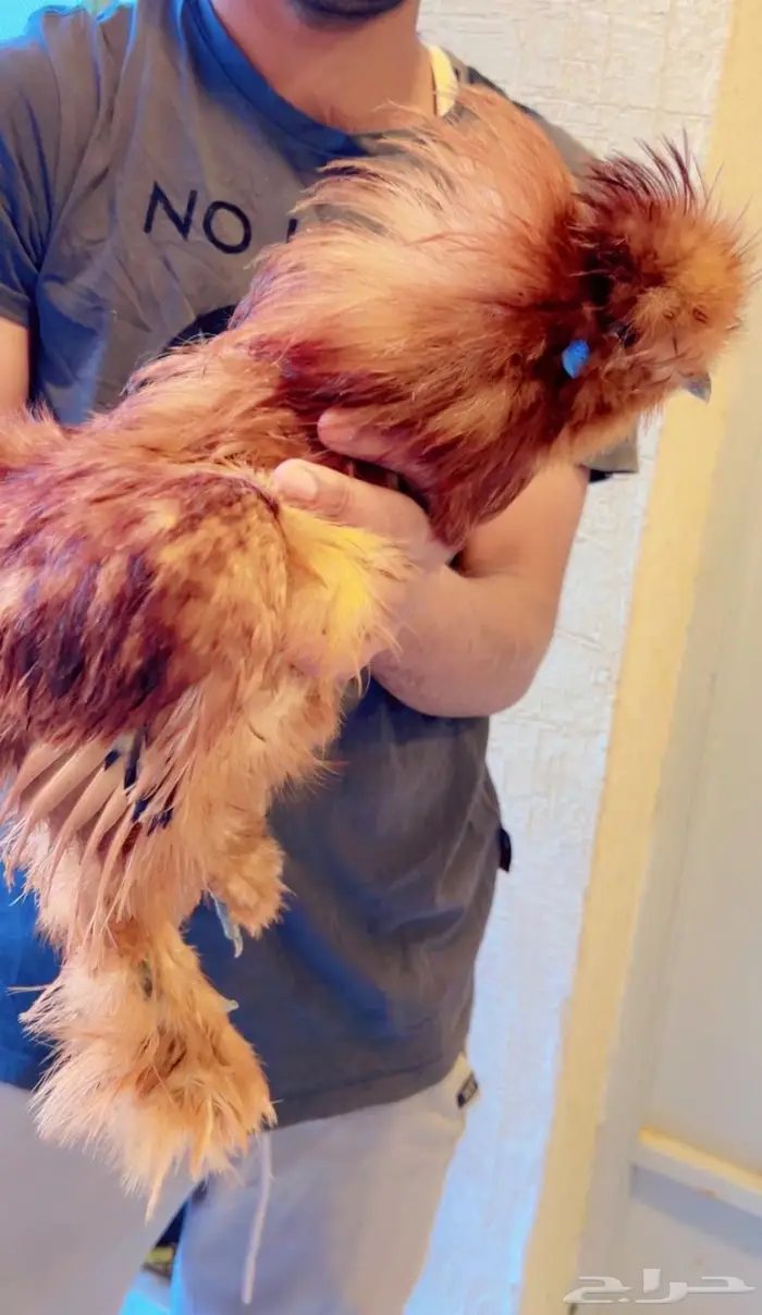 دجاج قطني ( اساس خوارج ) 8