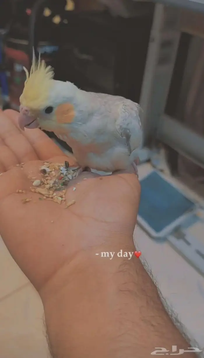 كروان اليف لليع 0