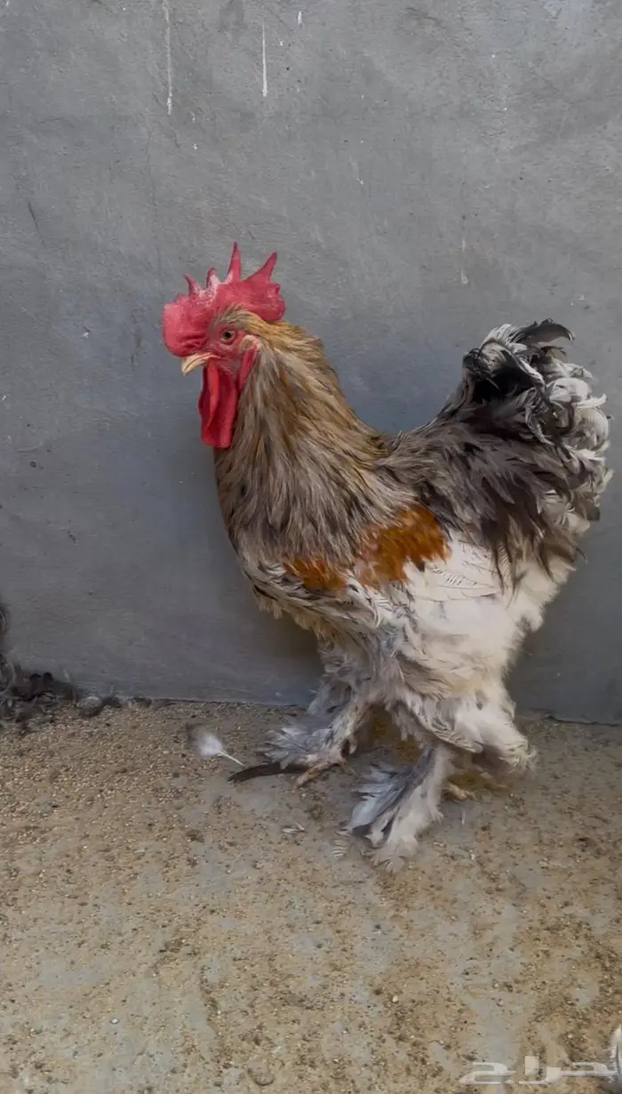 ديوك كوشن عملاق 0