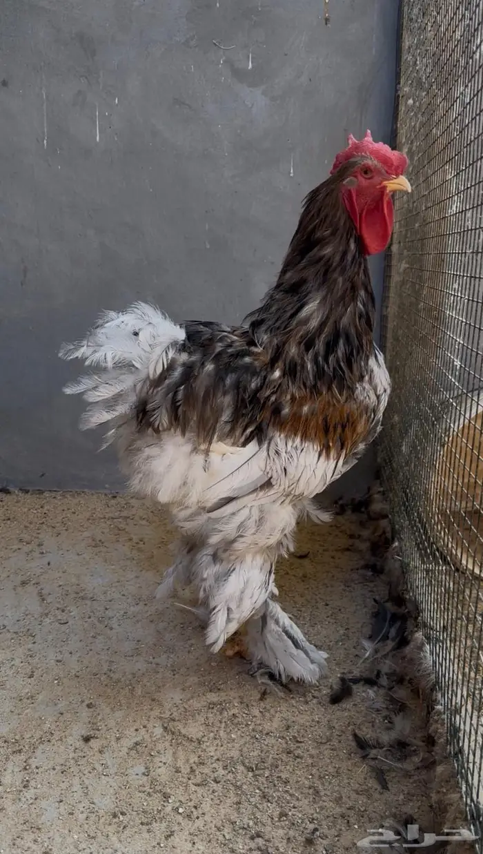 ديوك كوشن عملاق 1