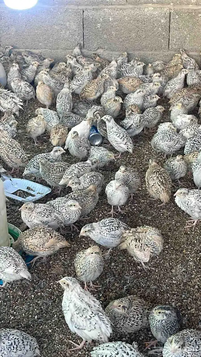 للبيع سمان فري 1