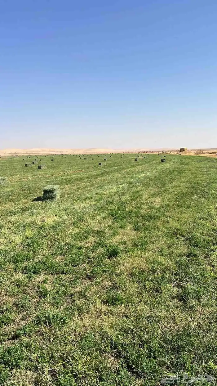 رشاش مزروع برسيم 7 ابراج للإيجار 2