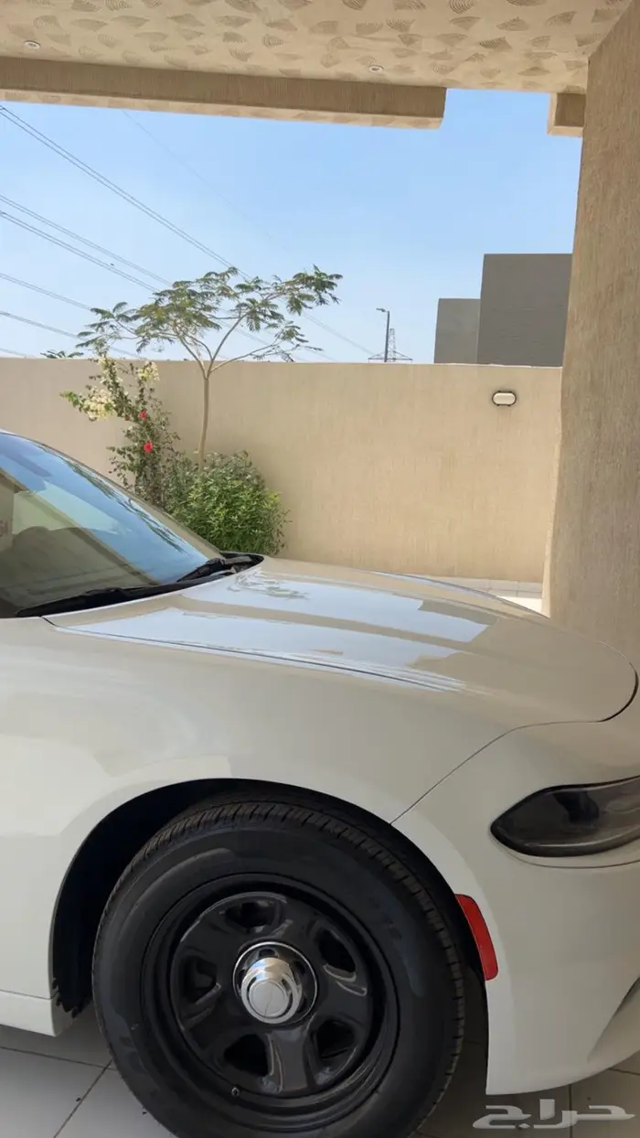 جنوط دوج وتورس بوليسي 0