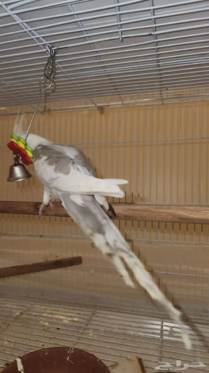 كروان ابيض مكتف 2