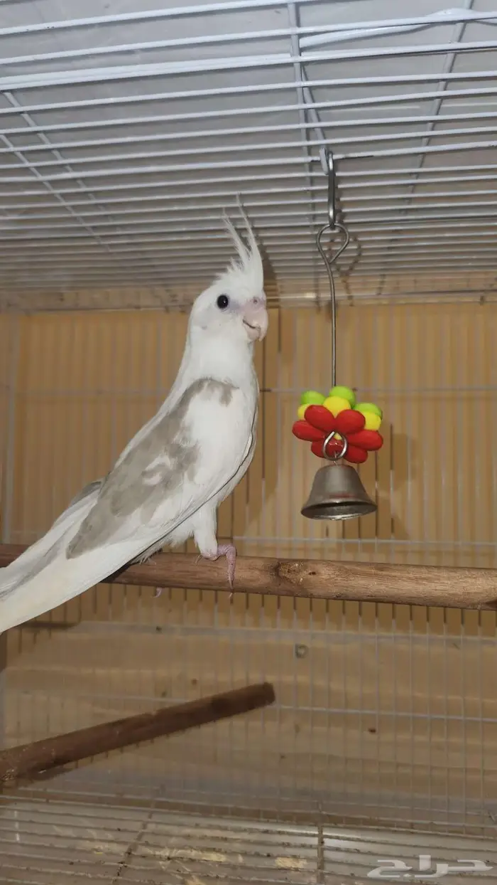 كروان ابيض مكتف 3