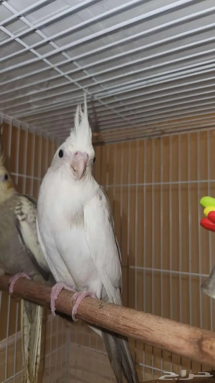 كروان ابيض مكتف 4