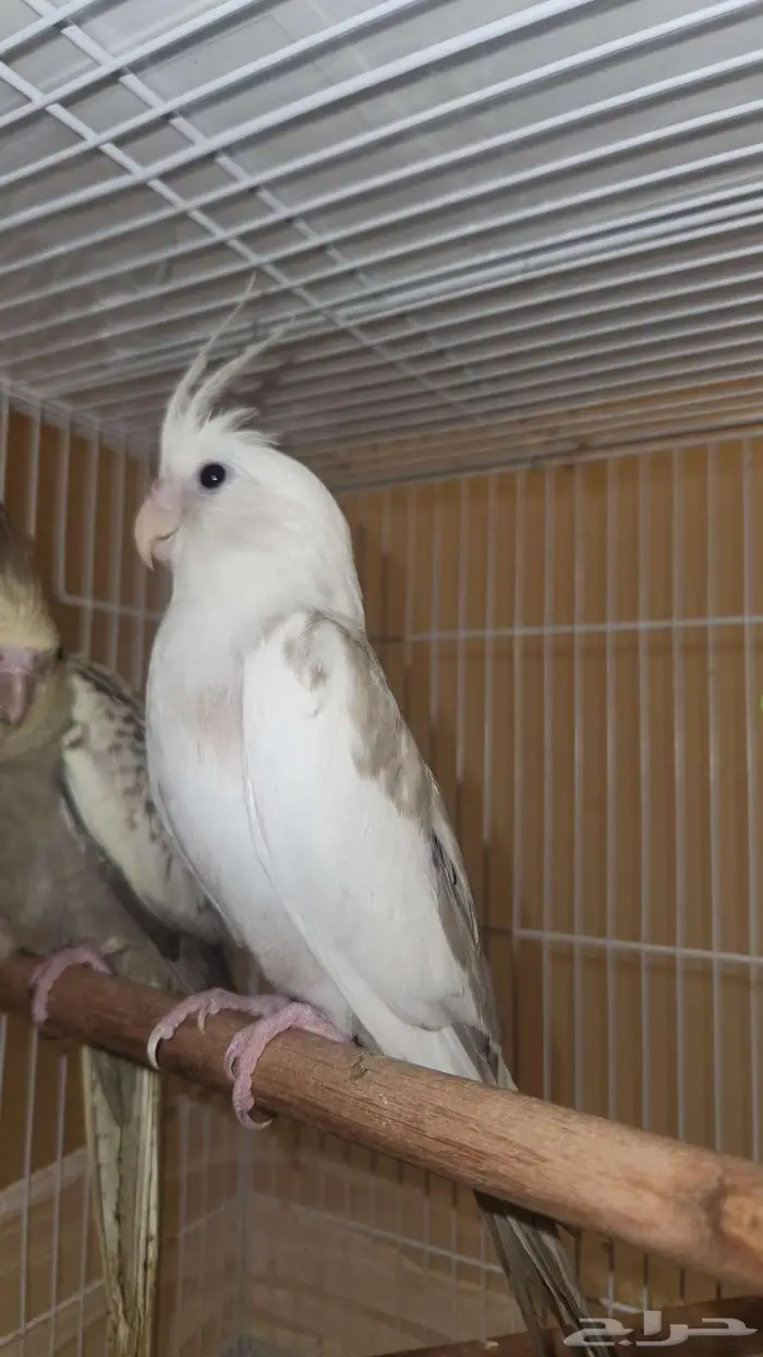 كروان ابيض مكتف 0