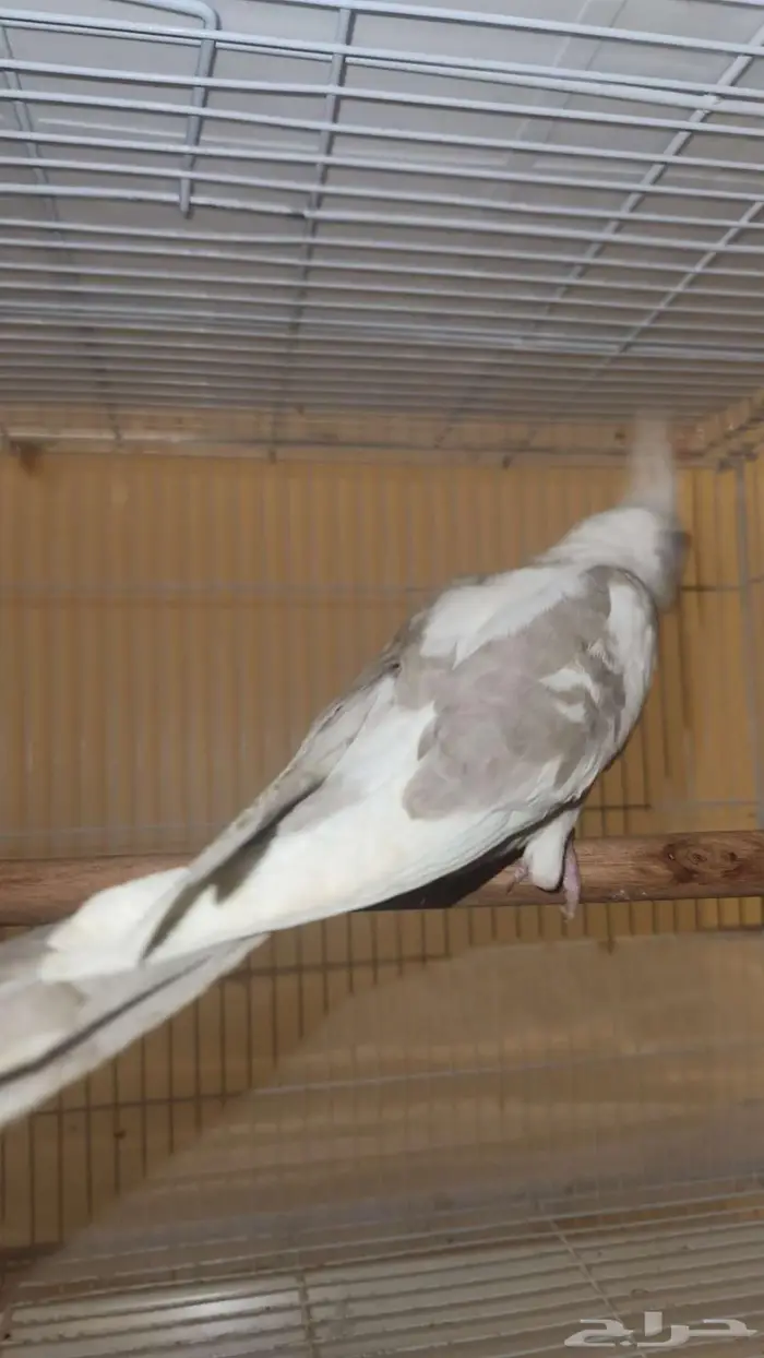 كروان ابيض مكتف 1