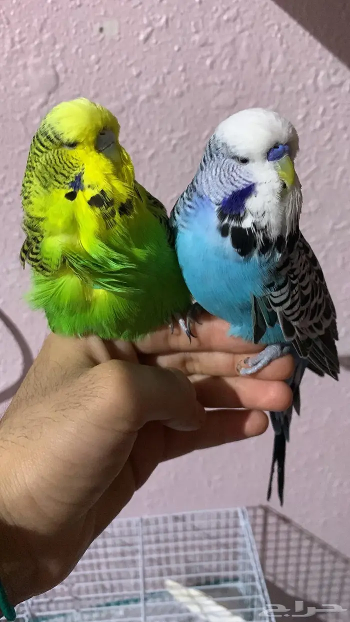 زوج بادجي انقليزي 0