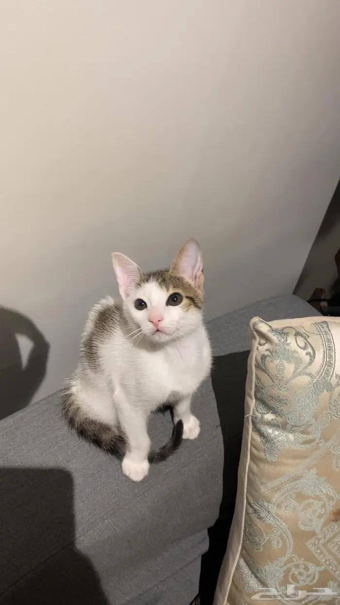 قط اليف للتبني في أملج 0