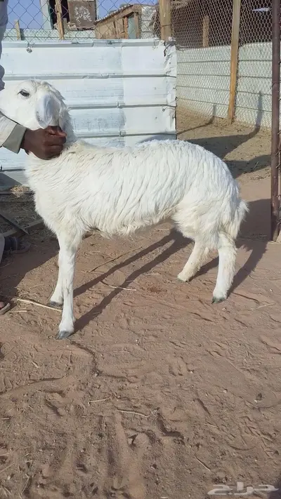 رخل ذبيحه index