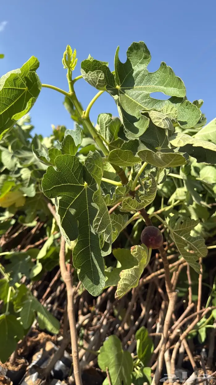 تين براون تركي 0